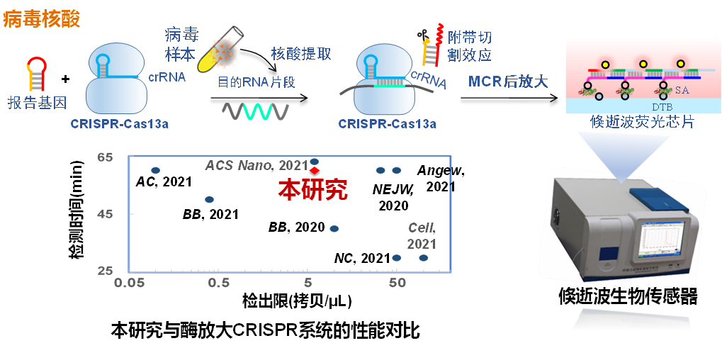 20221129-基金委重大专项“重大疫情的环境安全与次生风险防控”研究团队在新冠病毒核酸生物传感检测技术方面取得进展-杨伊菡-CRISPR结合无酶后放大的新冠病毒核酸生物传感分析技术.jpg