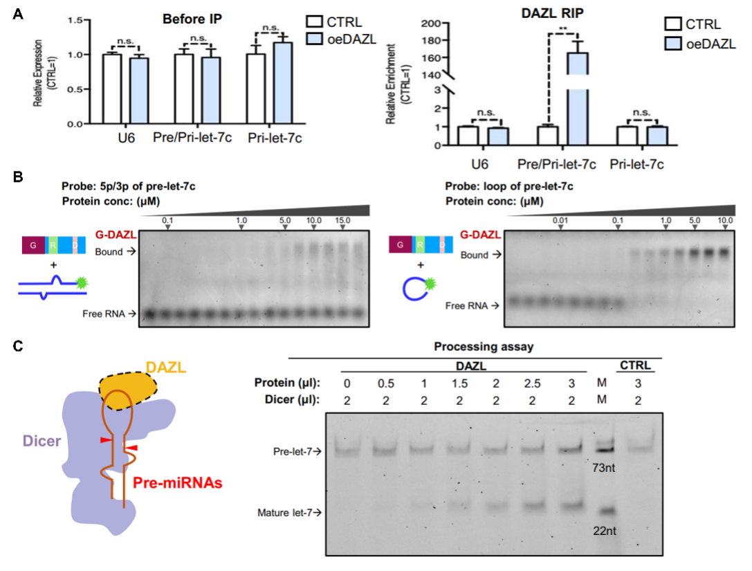 20221024-DAZL直接结合miRNA前体并促进Dicer对其的切割-纪家葵-科研成果.png