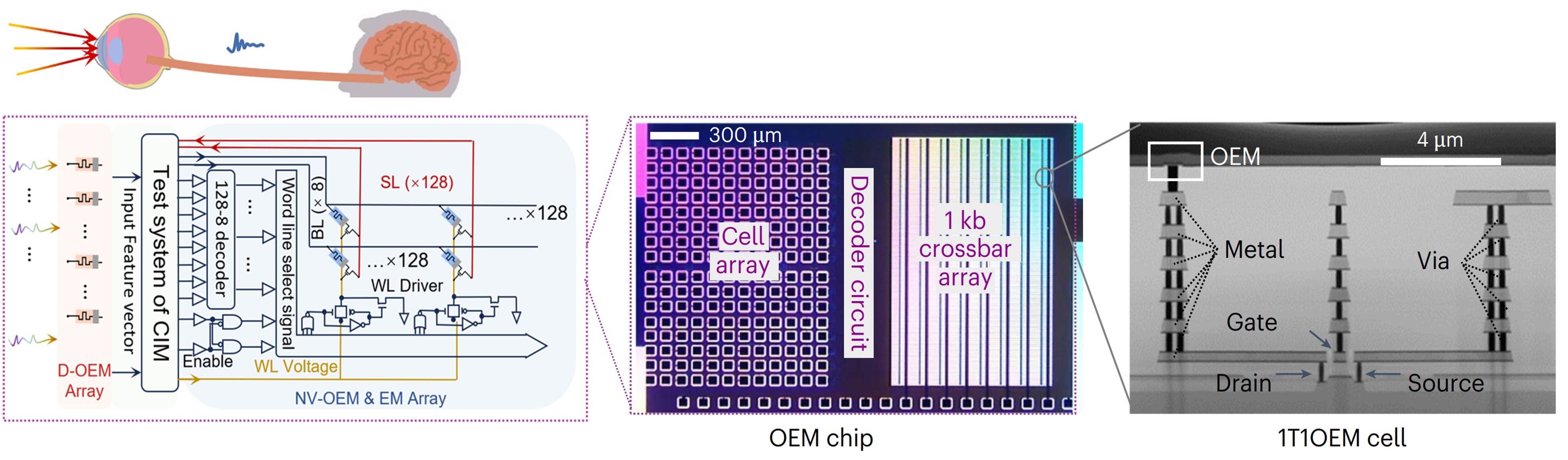 20241115-感存算一体化-唐建石-图1 多模态感存算一体化光电忆阻器阵列：片上集成1kb光电忆阻器1T-1OEM单元和硅CMOS外围电路.jpg