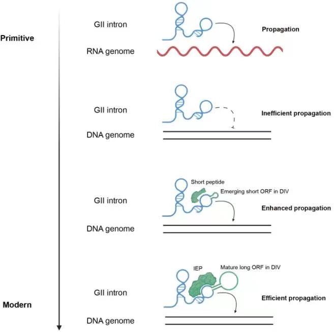 20240201-科研-图四-第二类内含子的进化假想.jpg