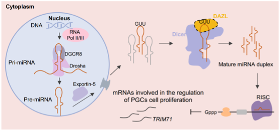 20221024-DAZL直接结合20221024-miRNA前体并促进miRNA生成示意图-纪家葵-科研成果.png
