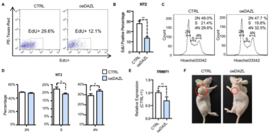 20221024-DAZL抑制生殖肿瘤细胞N-Tera2的细胞增殖和肿瘤发生-纪家葵-科研成果.png