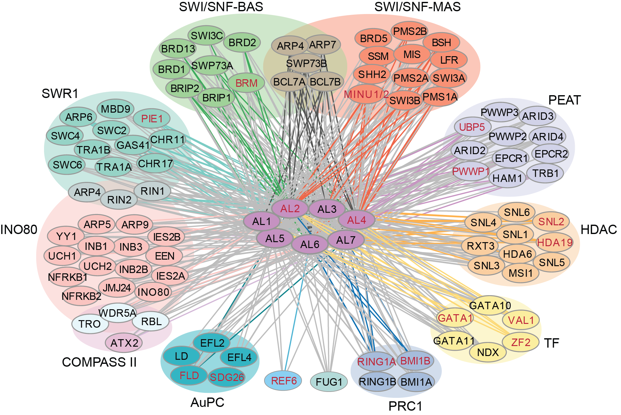 20241213-Molecular Plant-何新建-图2.AL蛋白与多种染色质相关蛋白互作.png