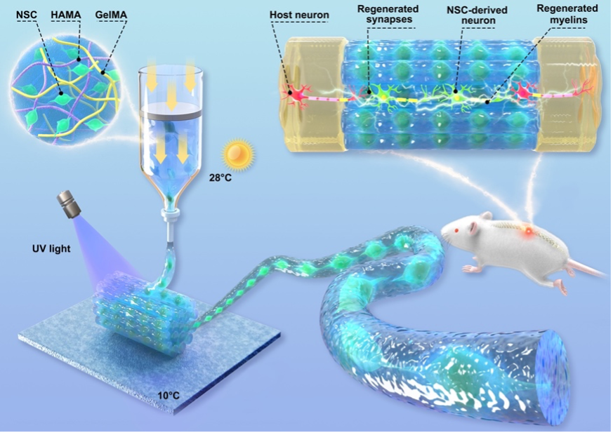 20230207-“活”的类神经纤维制造及功能示意图-材料我司-图1.png